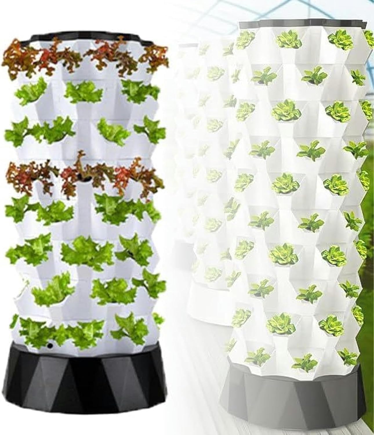 フィカス ベンガレンシ 8号曲がり仕立て 螺旋 特大苗木最高等級極上品